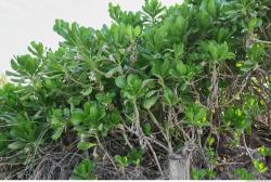 Photo Textures of Mixed Nature